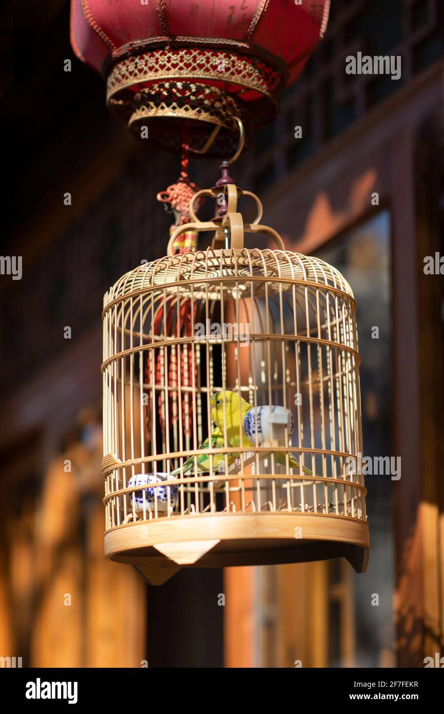 Birds in cage Stock Photo Alamy