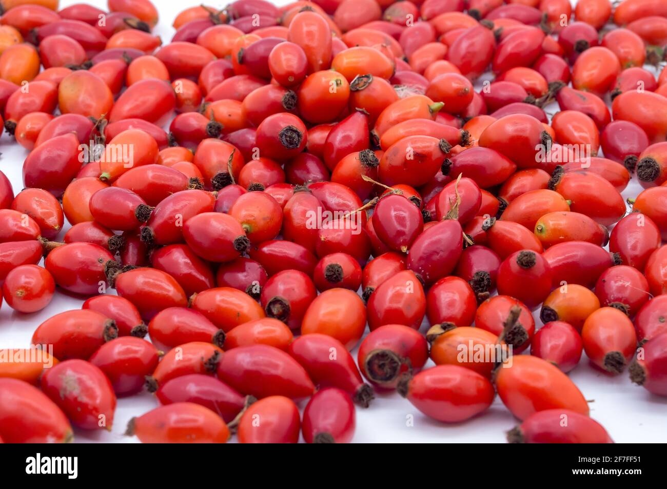 Rose Hip Bush High Resolution Stock Photography and Images - Alamy