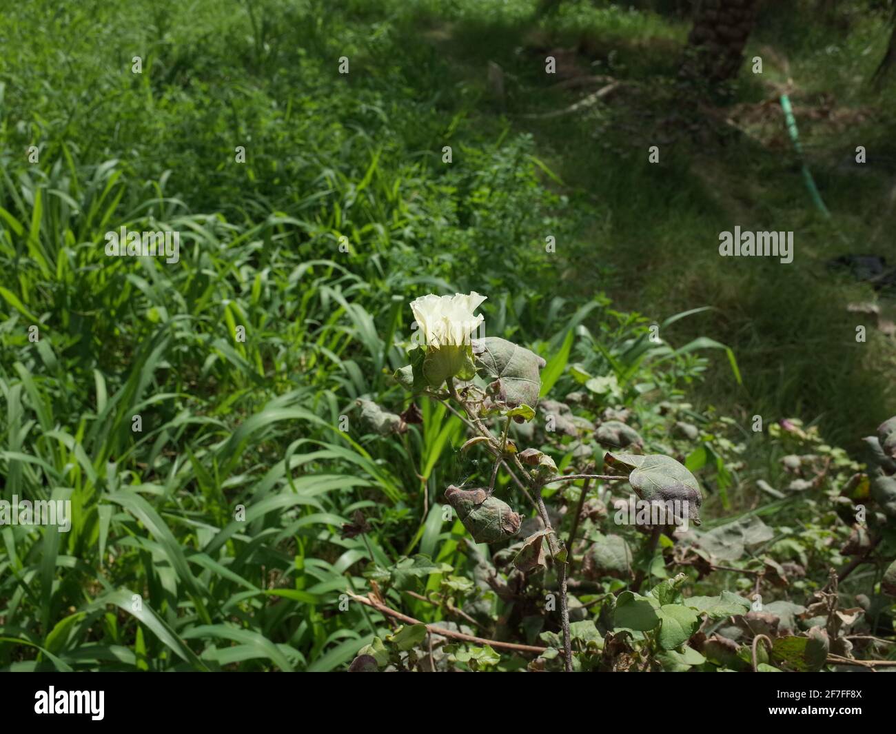 Cotton plant flower hires stock photography and images Alamy
