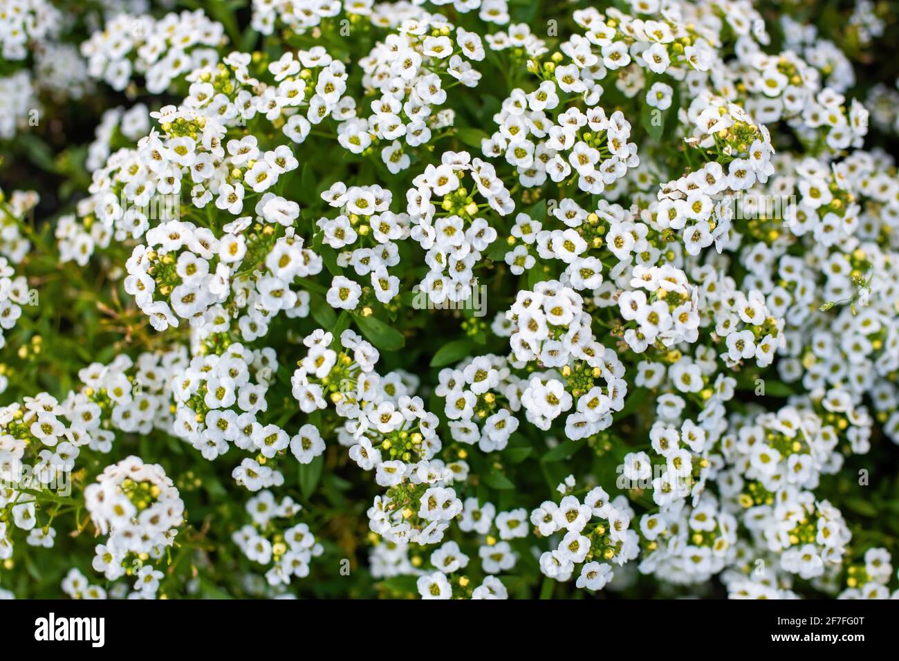 Alissum White High Resolution Stock Photography and Images - Alamy