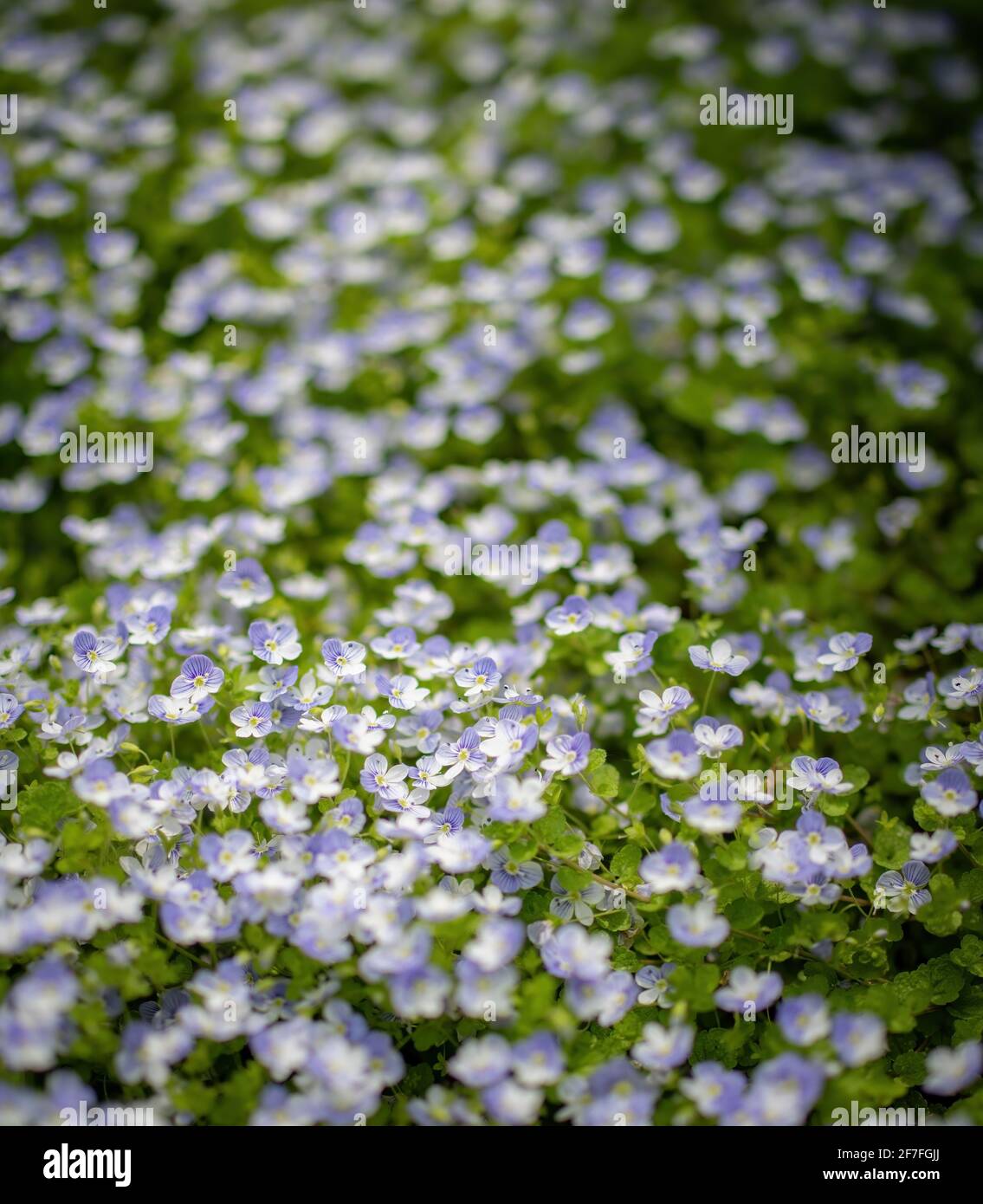 Blue flowers Veronica speedwell closeup in meadow Stock Photo