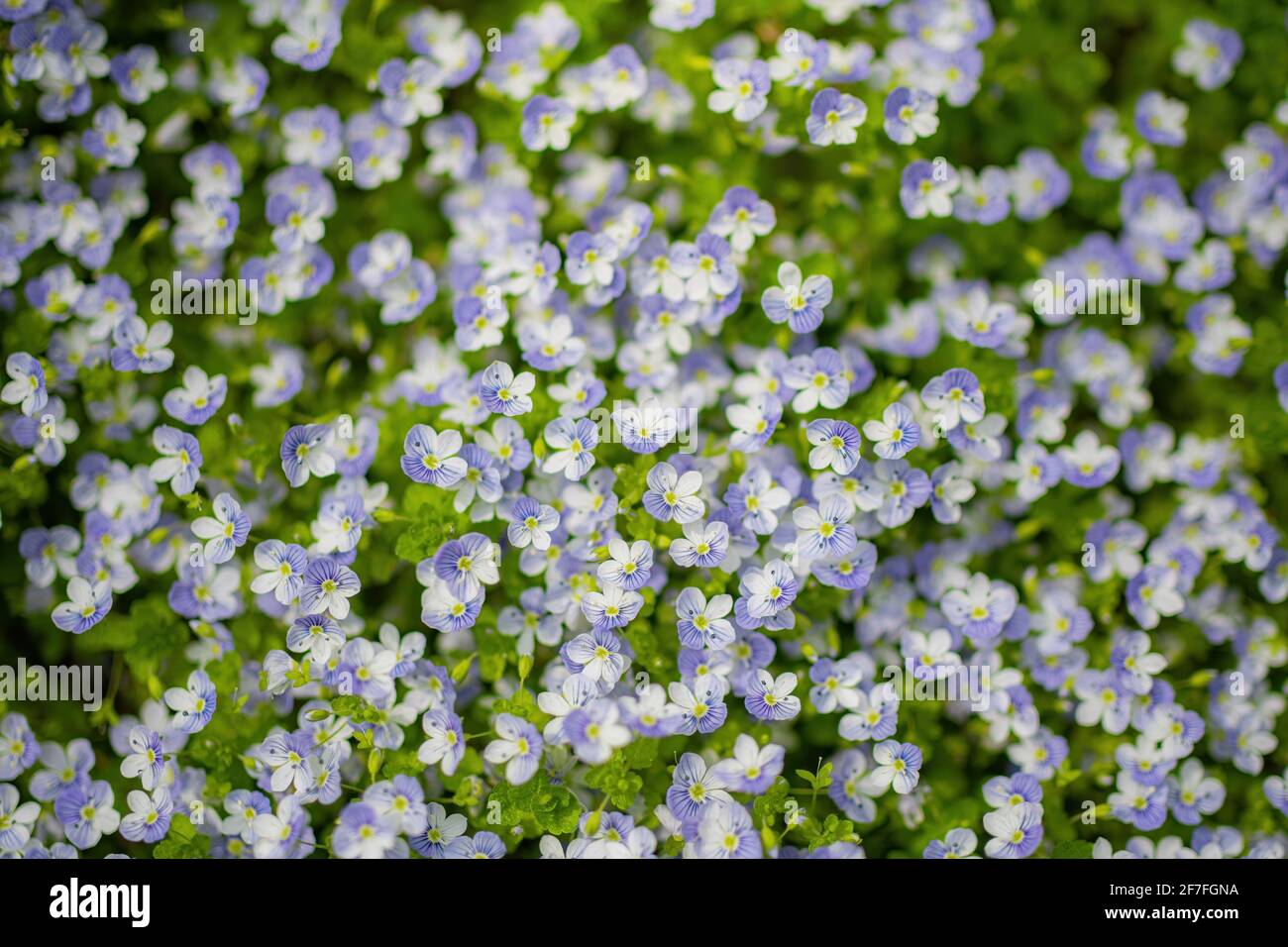 Blue flowers Veronica speedwell closeup in meadow Stock Photo