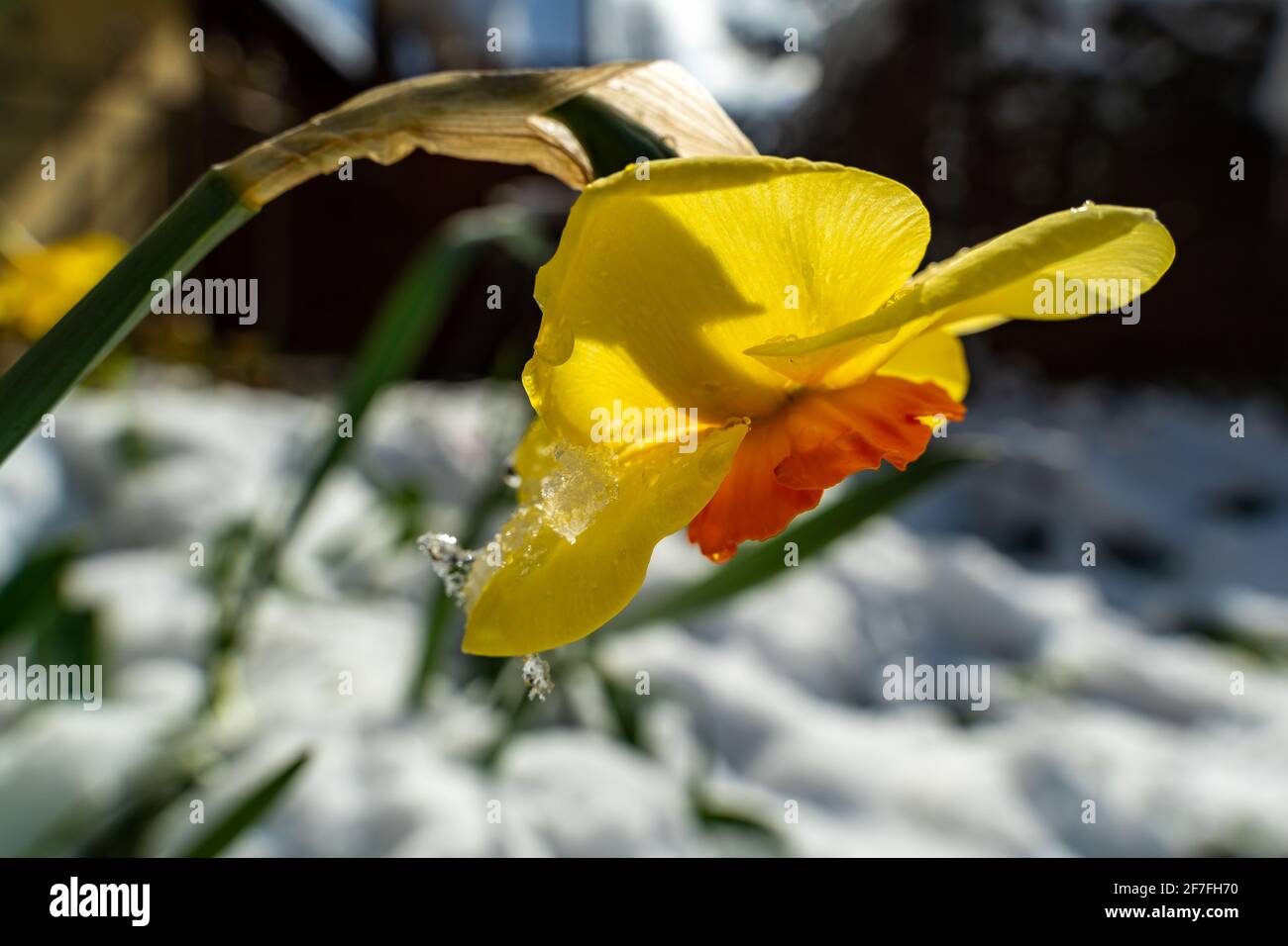yellow daffodil was covered with snow from the onset of winter and glows yellow and orange in the morning light. winter fights against spring, Ostern Stock Photo