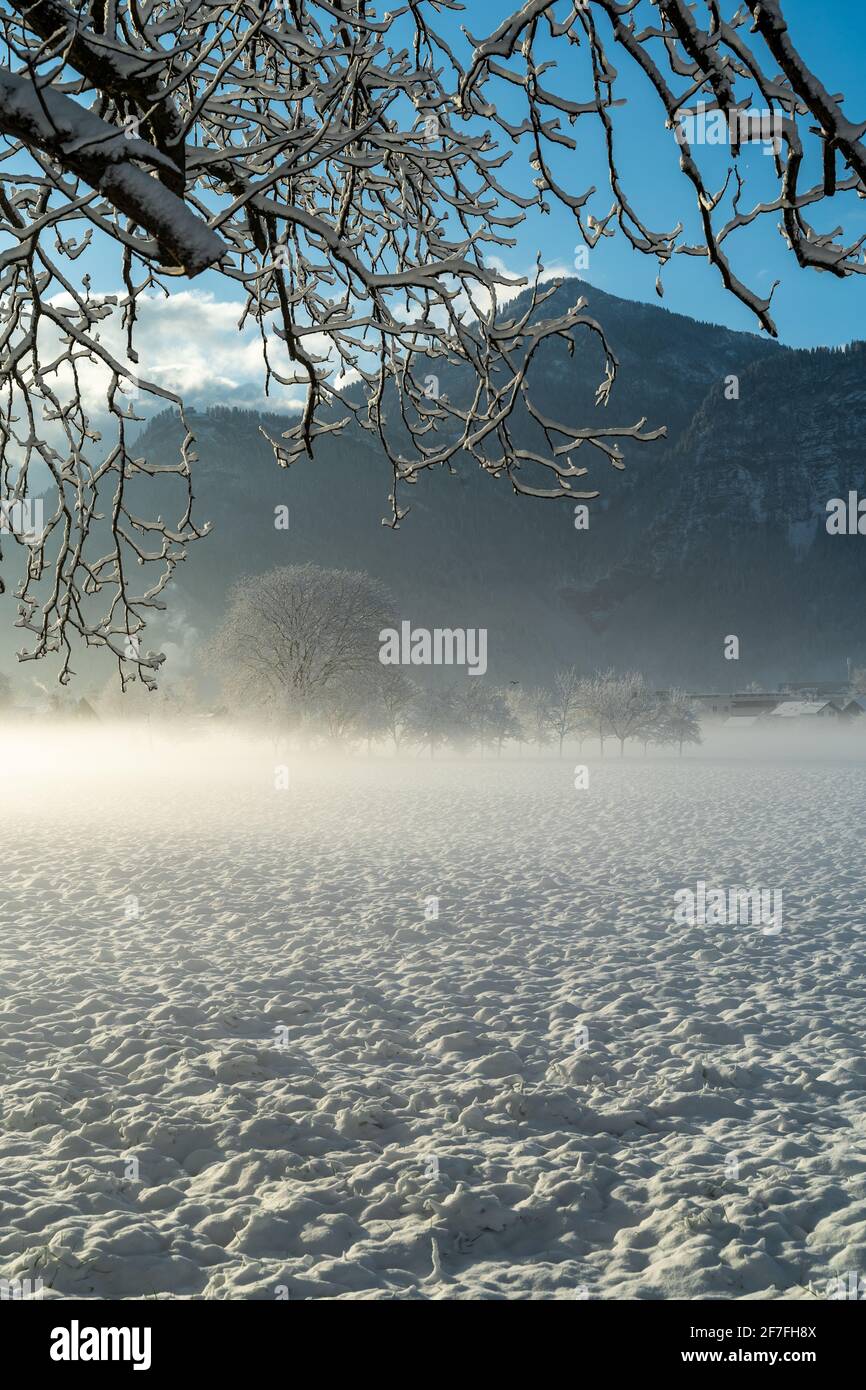 Cherry tree in winter hires stock photography and images Alamy