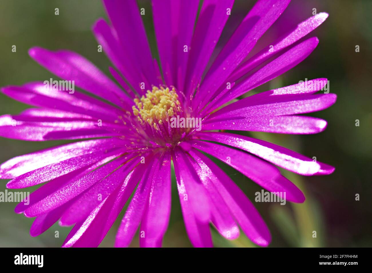 Delosperma cooperi Stock Photo