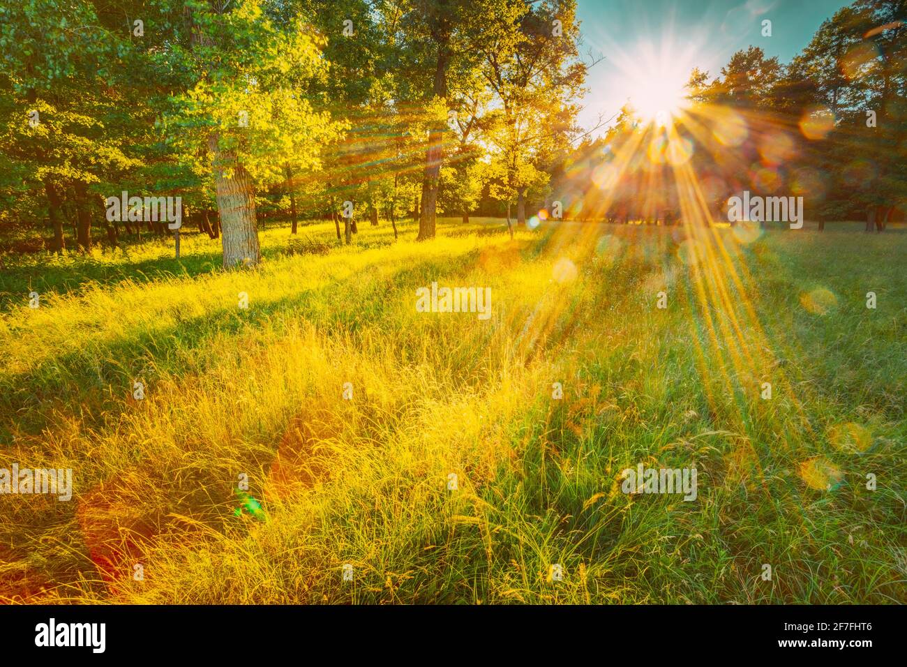 Sun Shining Through Greenery Foliage In Green Park Over Fresh Grass. Summer Sunny Forest Trees. Natural Woods In Sunlight. Stock Photo