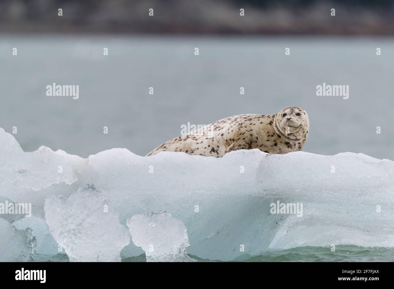Adult harbor seal (Phoca vitulina) hauled out on ice in Glacier Bay National Park, Alaska, United States of America, North America Stock Photo
