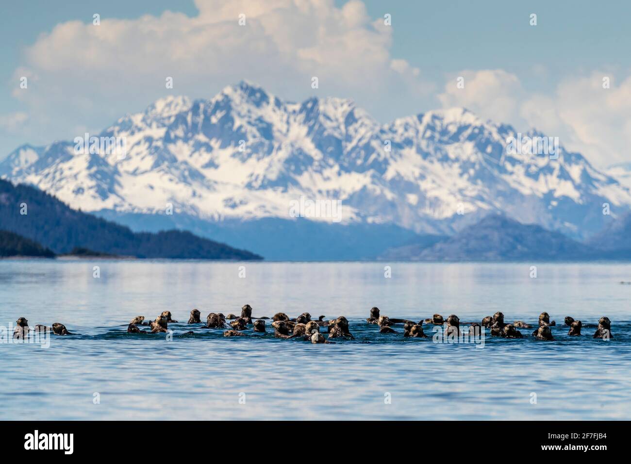 Sea otters (Enhydra lutris), in the Beardslee Island Group in Glacier Bay National Park, UNESCO World Heritage Site, Southeast Alaska, USA Stock Photo