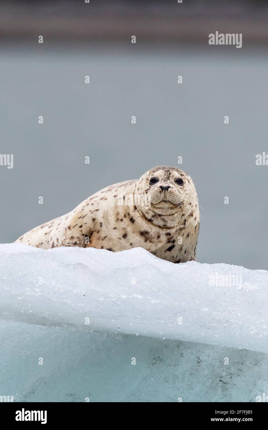 Adult harbor seal (Phoca vitulina), hauled out on ice in Glacier Bay National Park, Alaska, United States of America, North America Stock Photo