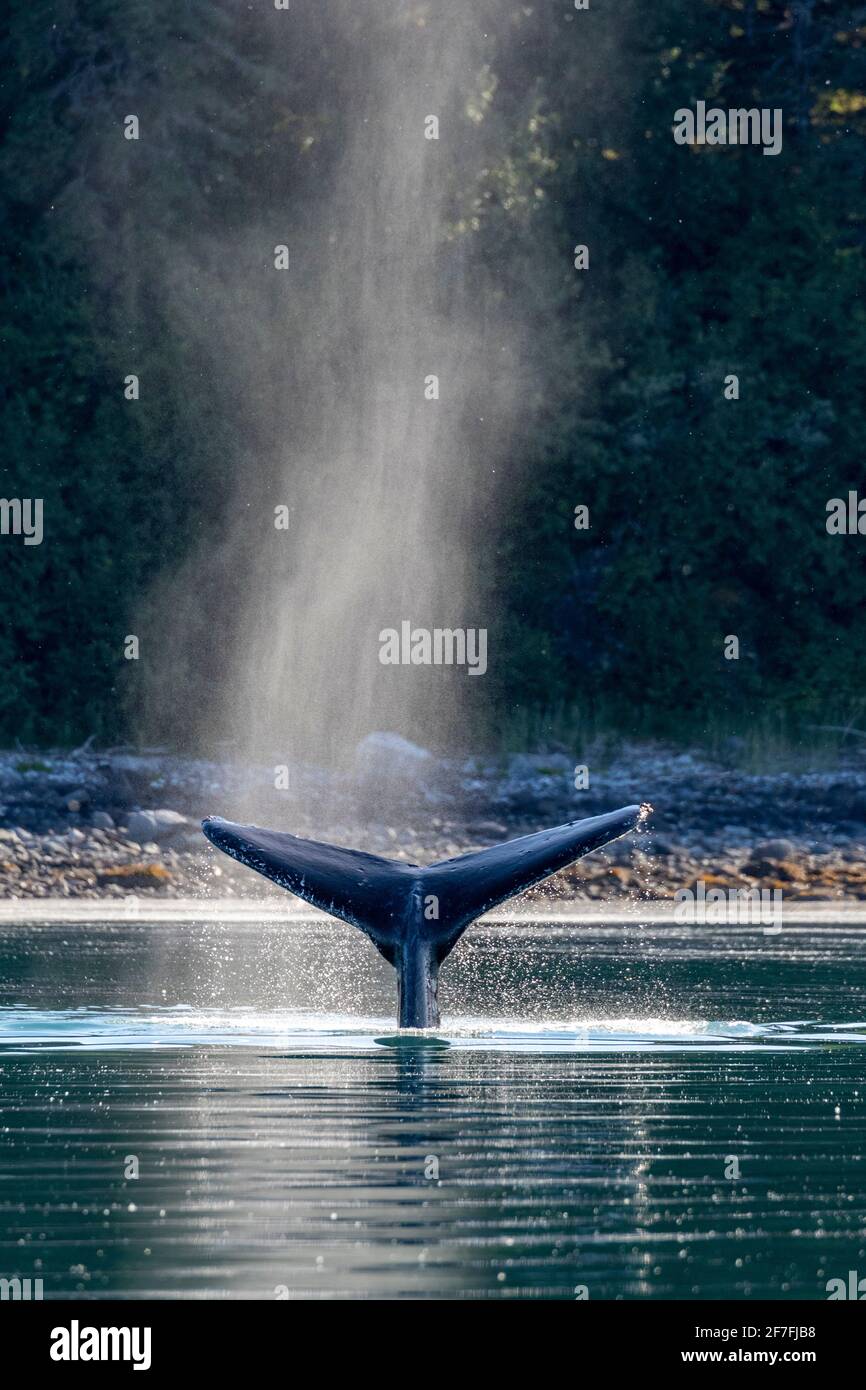 Adult humpback whale (Megaptera novaeangliae) flukes-up dive in Glacier Bay National Park, UNESCO World Heritage Site, Alaska, USA Stock Photo