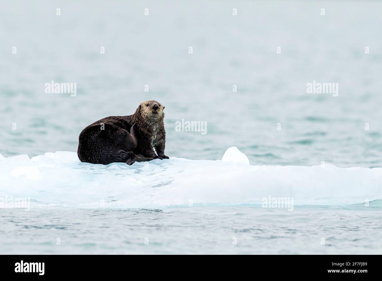 Adult female sea otter (Enhydra lutris), hauled out on ice in Glacier Bay National Park, Southeast Alaska, United States of America, North America Stock Photo