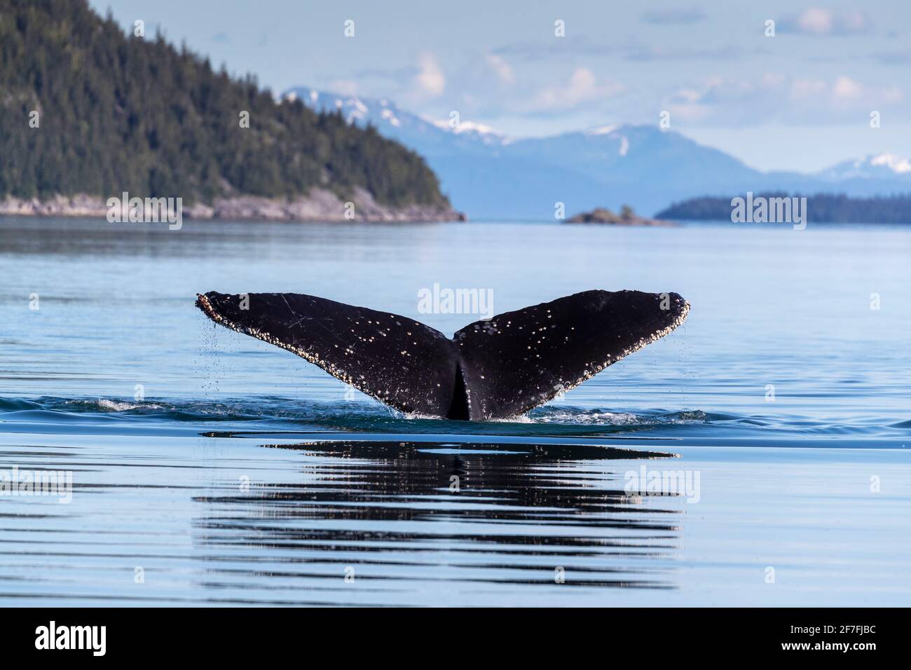 Adult humpback whale (Megaptera novaeangliae), flukes-up dive in ...