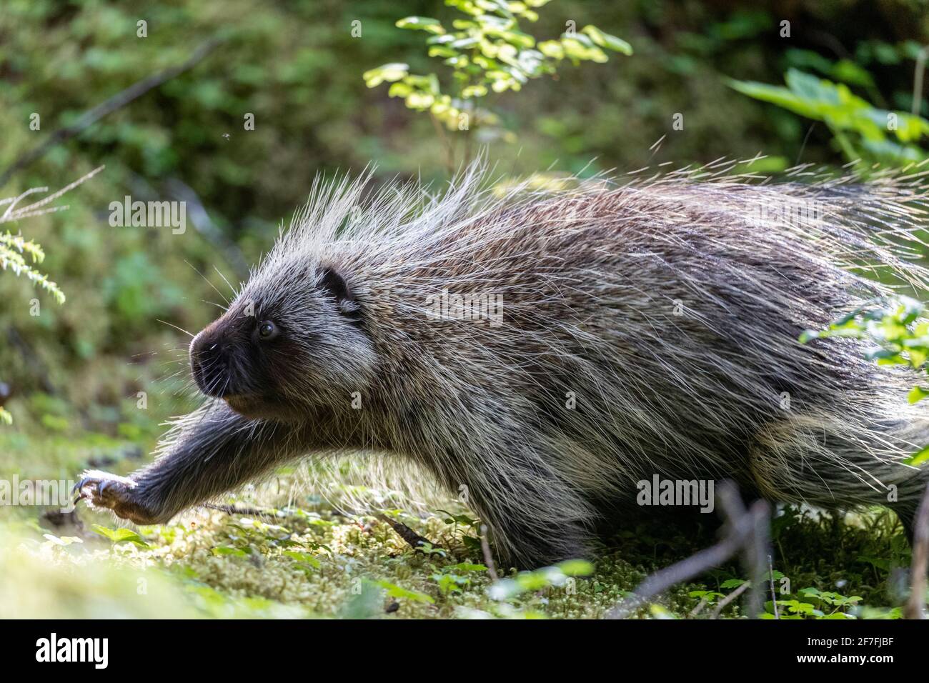 Adult North American porcupine (Erethizon dorsatum), running in Glacier
