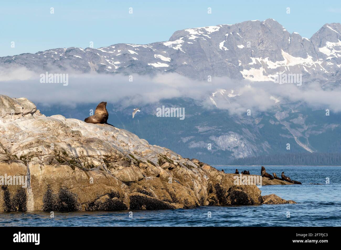Steller sea lion (Eumetopias jubatus), haul out site, South Marble Islands, Glacier Bay National Park, UNESCO World Heritage Site, Alaska, USA Stock Photo