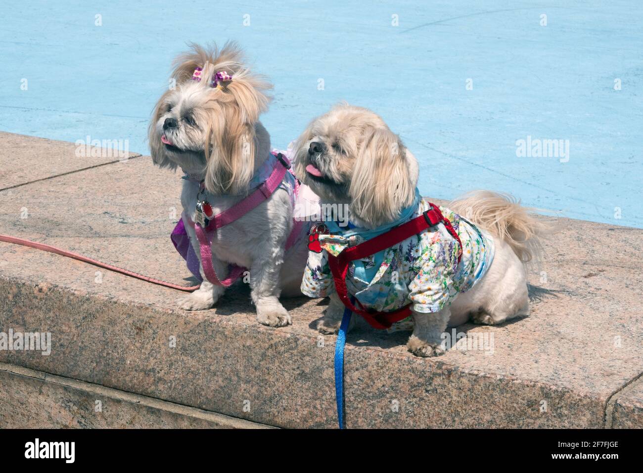 2 Shih Tzu dogs dressed for Easter Sunday. In a park in Queens, New York City. Stock Photo