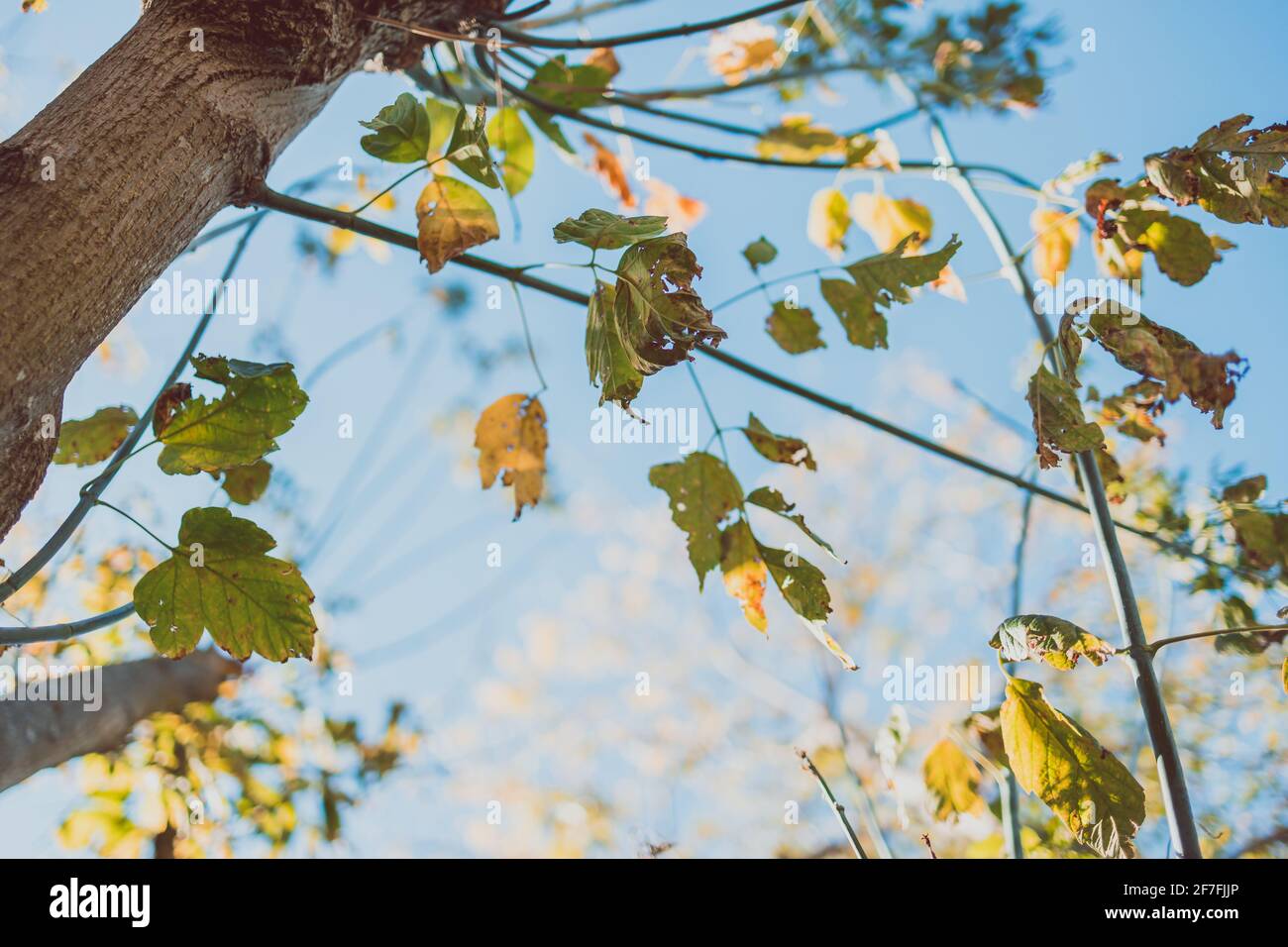 close-up of golden autumn leaves on the branches of a big tree outdoor in sunny backyard shot at shallow depth of field Stock Photo