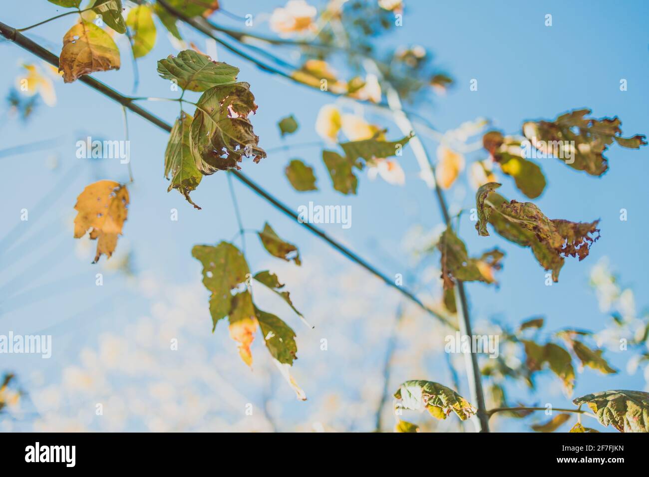 close-up of golden autumn leaves on the branches of a big tree outdoor in sunny backyard shot at shallow depth of field Stock Photo