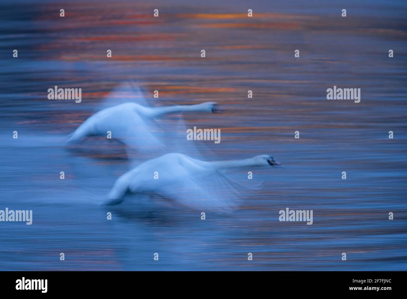 Mute swan (Cygnus olor), at dawn, in flight over the River Vltava, Prague, Czech Republic, Europe Stock Photo