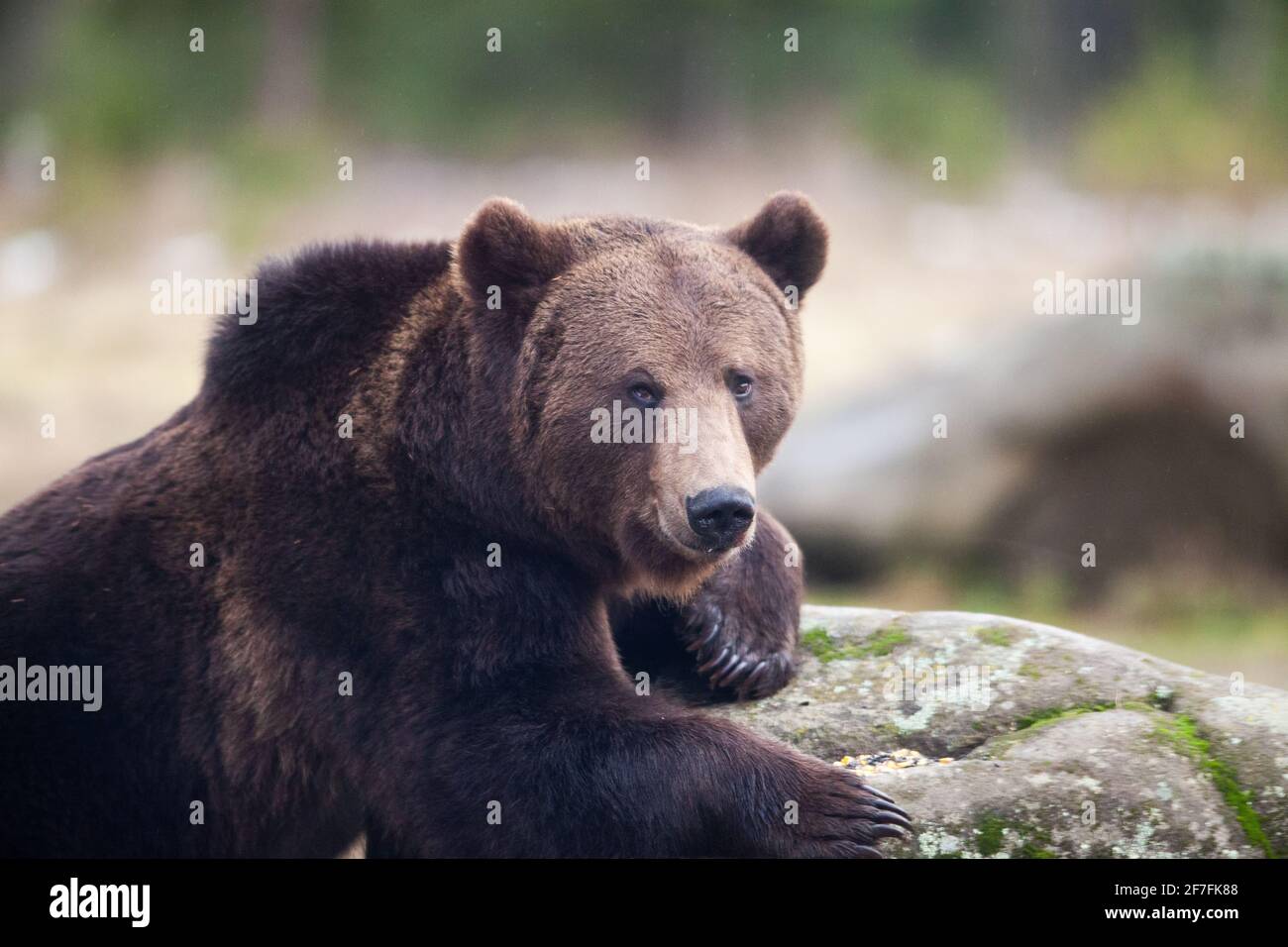 Brown bear portrait in the wilderness, Carpathian mountains, Romania, Europe Stock Photo