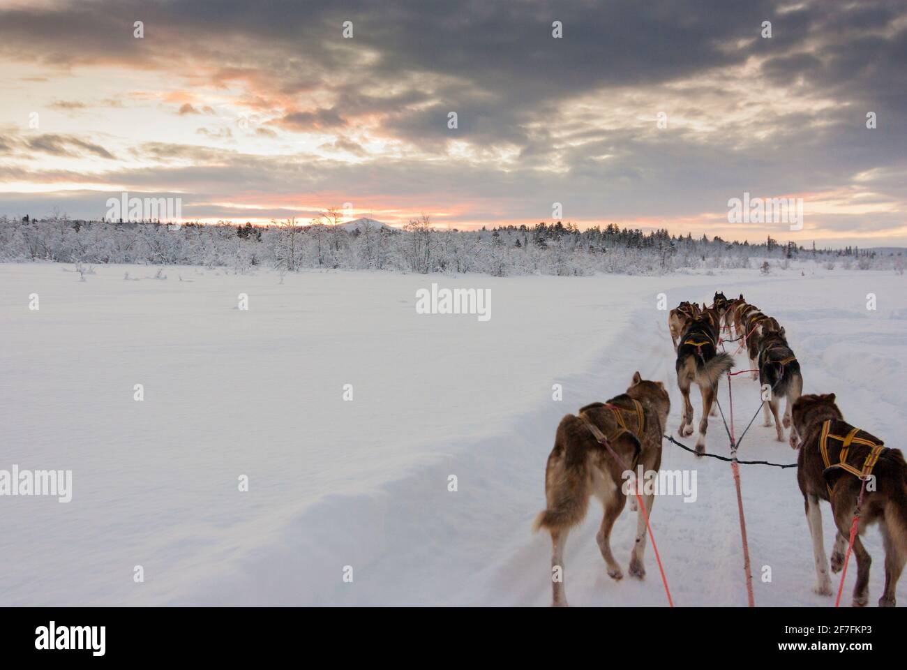 A dog sled pulled by Alaskan Huskies. They rest  in the low winter sun, and the snow and ice of the Arctic Circle, near Kiruna, Sweden. Stock Photo