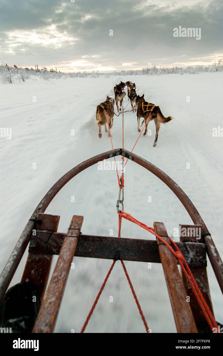 Dog sled pulled by husky dogs hires stock photography and images Alamy