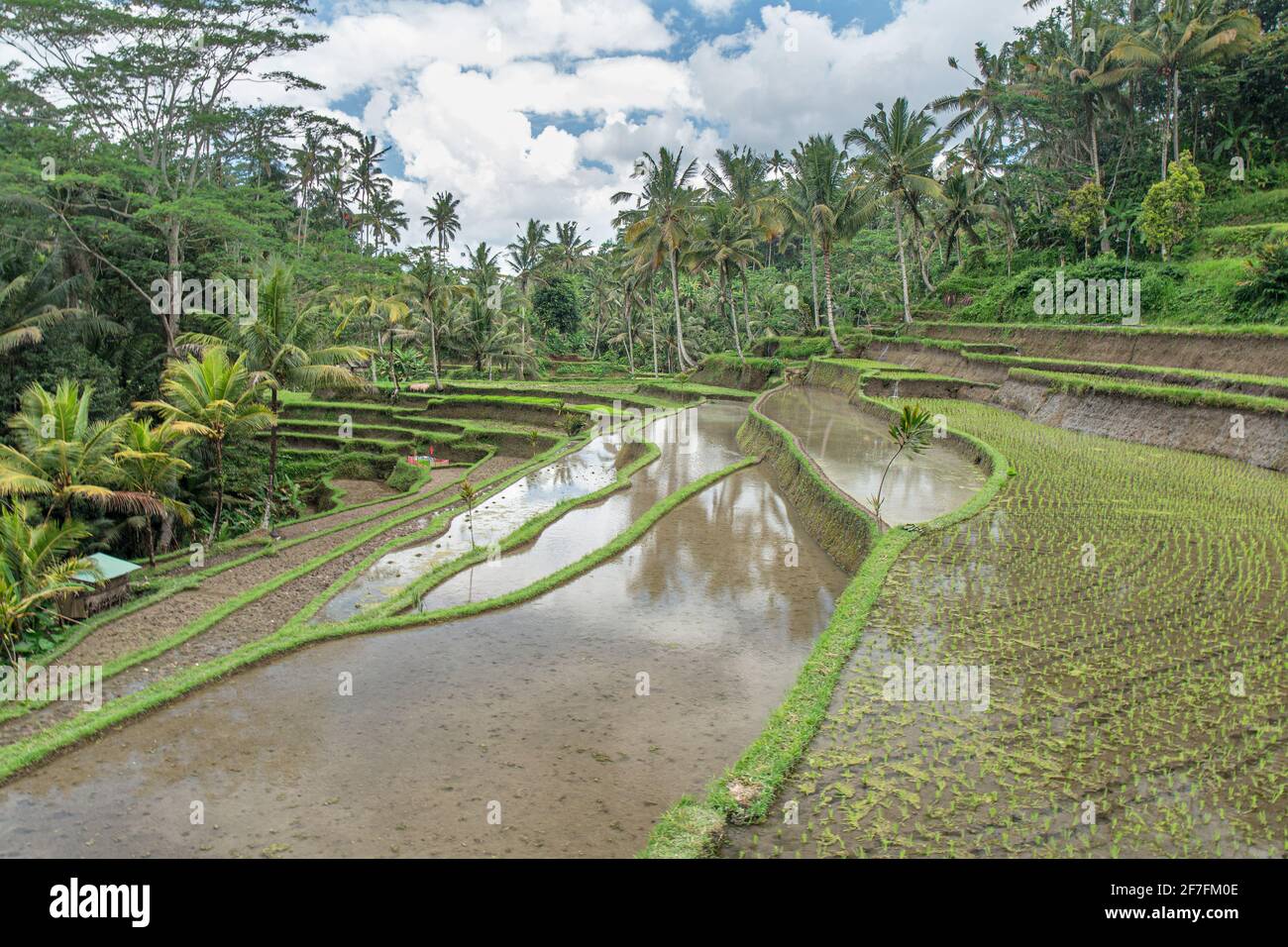 Terrace farming southeast asia hi-res stock photography and images - Alamy