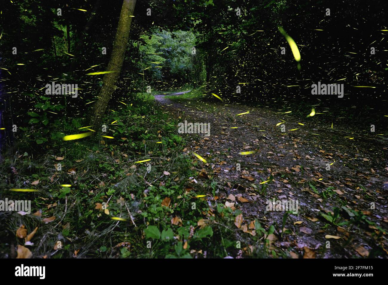 Fireflies in the woods, Emilia Romagna, Italy, Europe Stock Photo