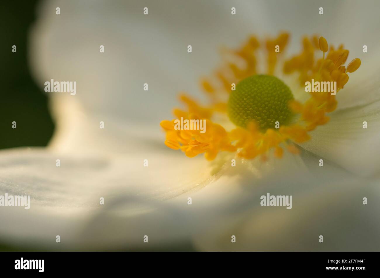 Very diffuse hi-res stock photography and images - Alamy