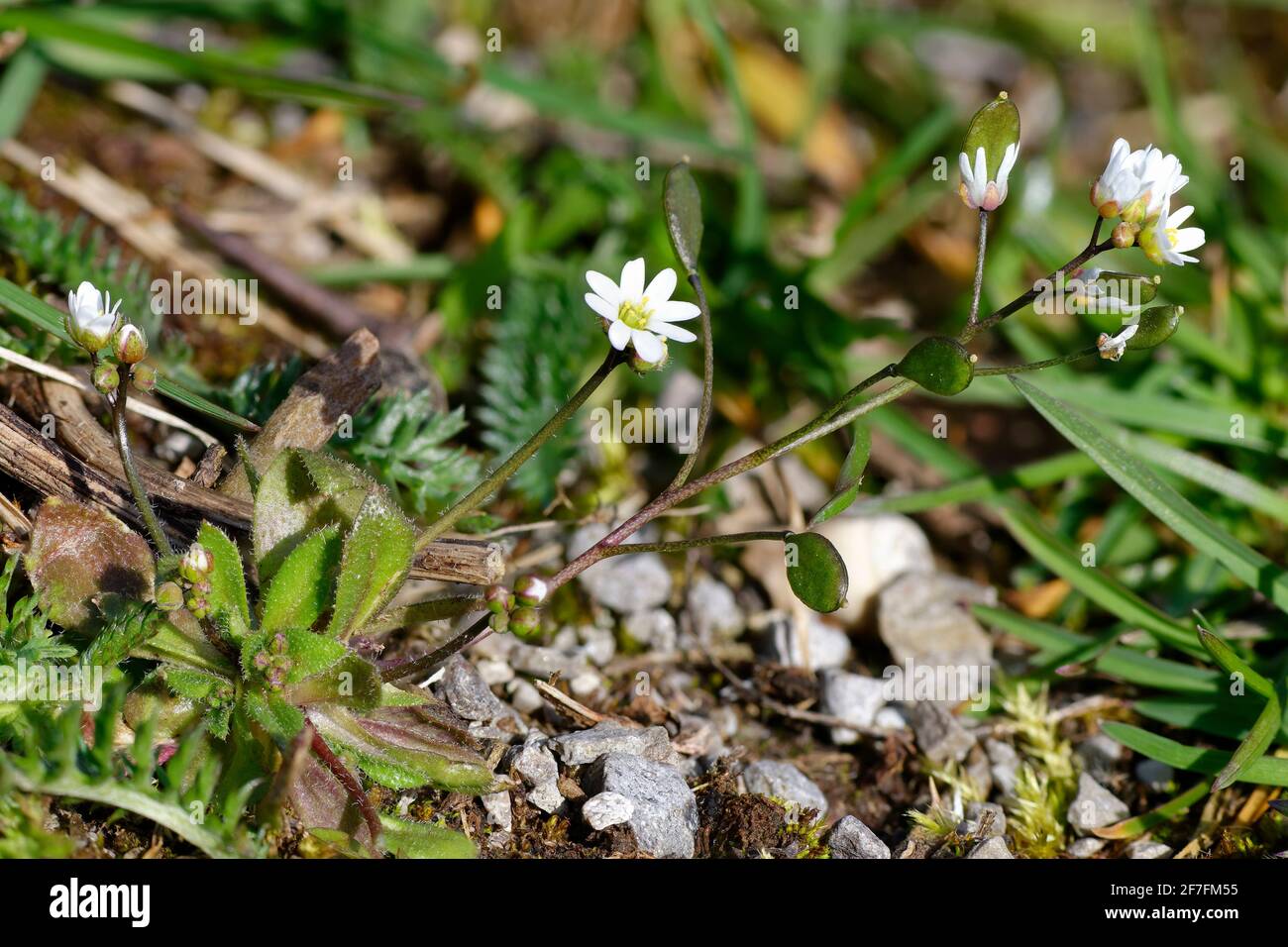 Common Whitlowgrass - Erophila verna, growing on limestone gravel Stock Photo