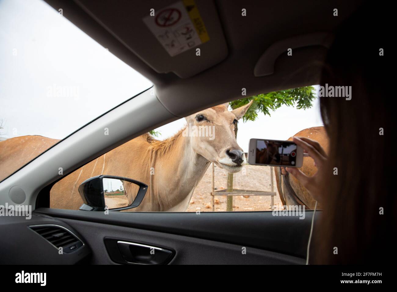 Antelope Gazelle pokes head into a car on a safari zoo drive through