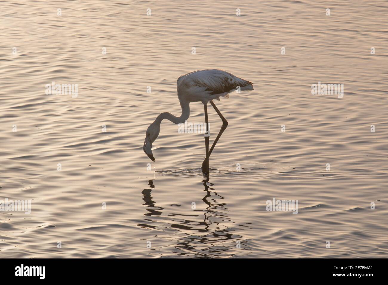 Flamingo in the water, Walvis Bay, Namibia, Africa Stock Photo