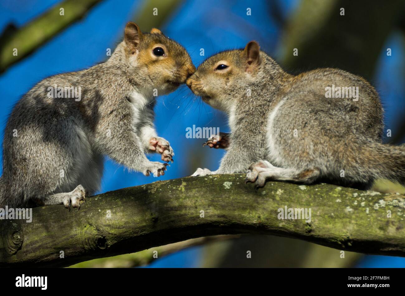 Two grey squirrels (Sciurus carolinensis), nose to nose, high in the bare branches of a whitebeam tree in winter. UK Stock Photo