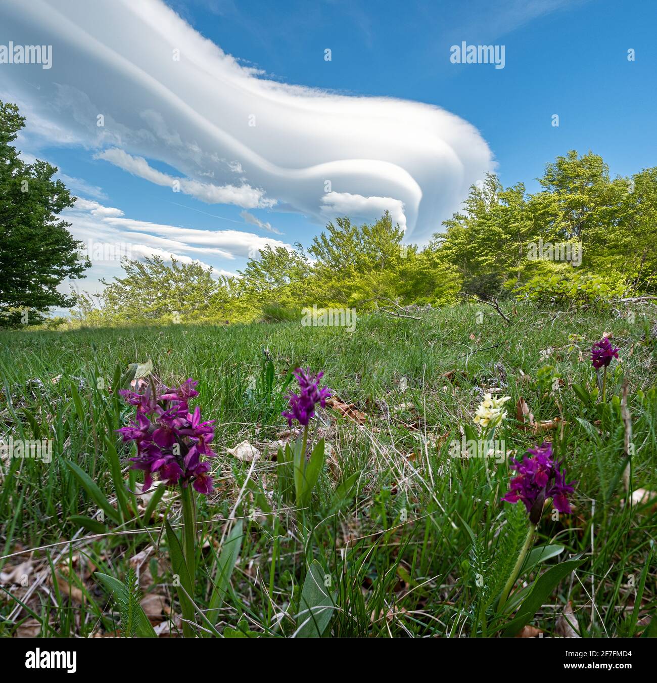 Lenticular clouds and wild orchids on Cusna mountain, Cusna mountain, Appenines, Emilia Romagna, Italy, Europe Stock Photo