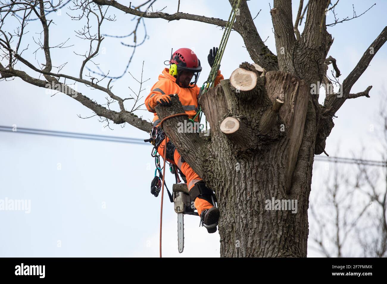 Denham, UK. 6th April, 2021. A tree surgeon fells a tree alongside the Grand Union Canal for electricity pylon relocation works in Denham Country Park connected to the HS2 high-speed rail link. Thousands of trees have already been felled in the Colne Valley where HS2 works will include the construction of a Colne Valley Viaduct across lakes and waterways and electricity pylon relocation. Credit: Mark Kerrison/Alamy Live News Stock Photo