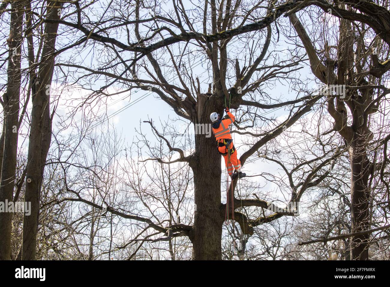 Denham, UK. 6th April, 2021. A tree surgeon fells a tree alongside the Grand Union Canal for electricity pylon relocation works in Denham Country Park connected to the HS2 high-speed rail link. Thousands of trees have already been felled in the Colne Valley where HS2 works will include the construction of a Colne Valley Viaduct across lakes and waterways and electricity pylon relocation. Credit: Mark Kerrison/Alamy Live News Stock Photo