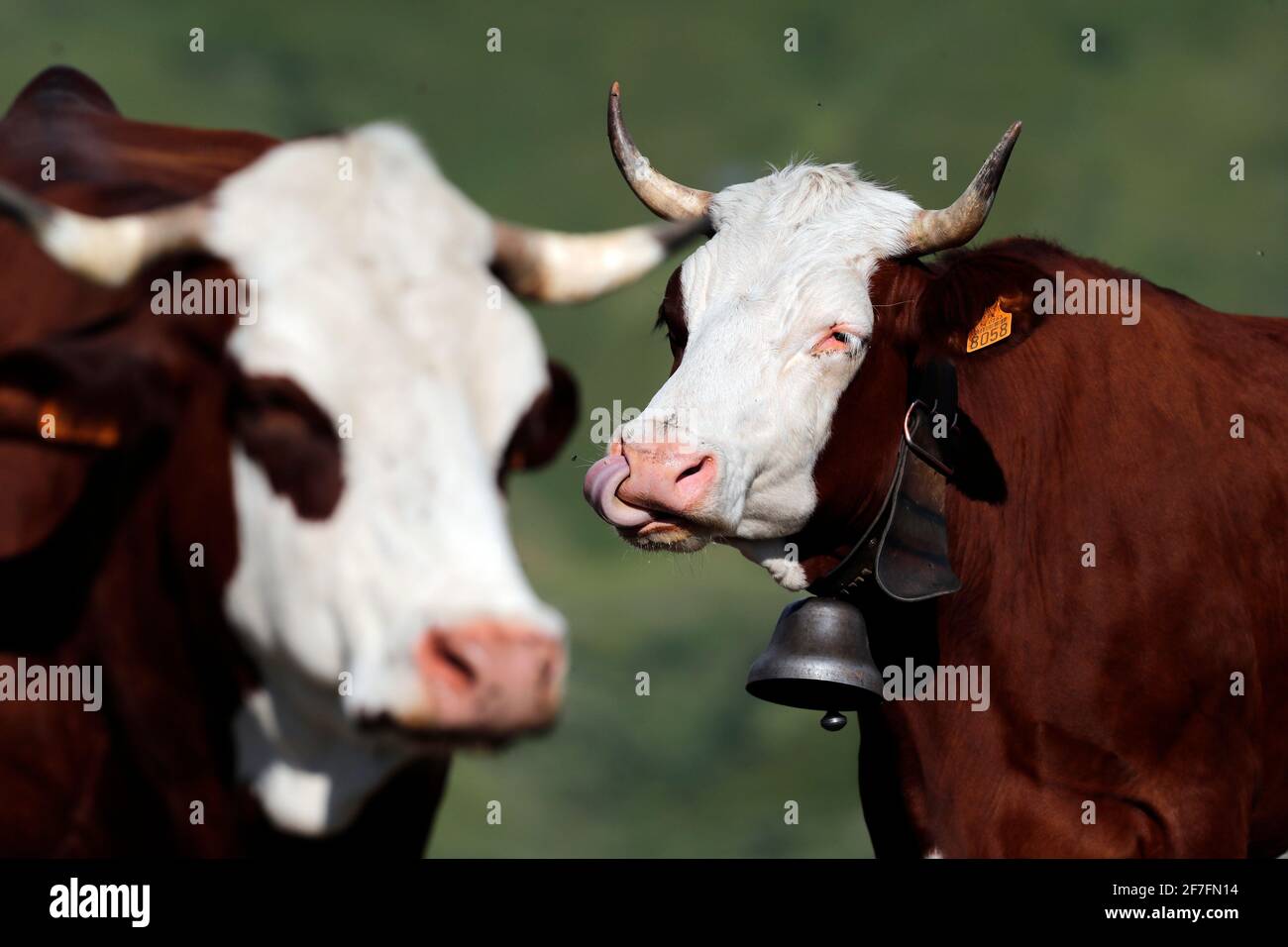 Abondance cows in the French Alps, their milk is used to produce cheeses such as treblochon, abondance and tome, Haute-Savoie, France, Europe Stock Photo