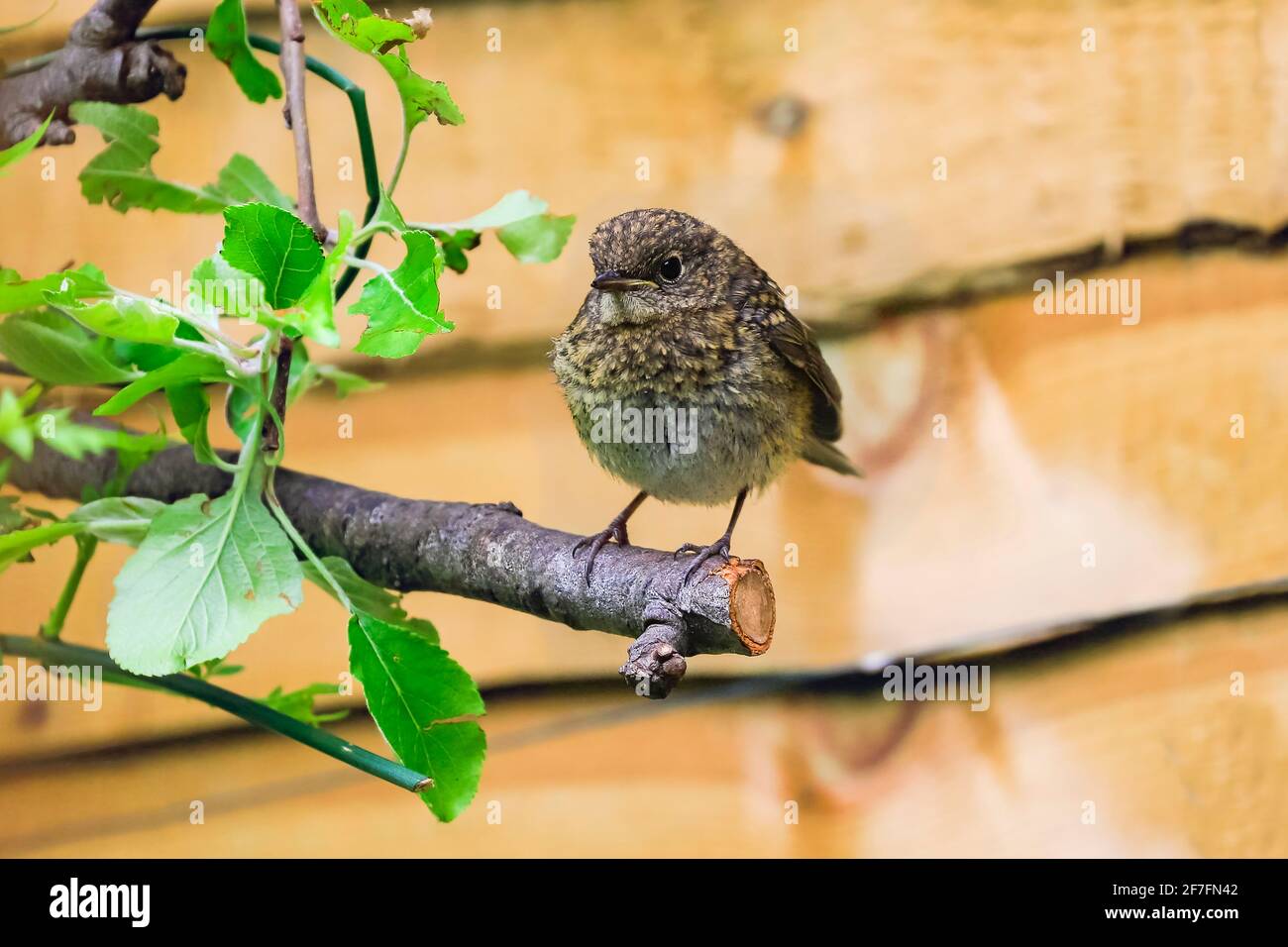 Juvenile (immature) European robin (Erithacus rubecula) perched in a Chiltern Hills garden, Henley-on-Thames, Oxfordshire, England, United Kingdom Stock Photo