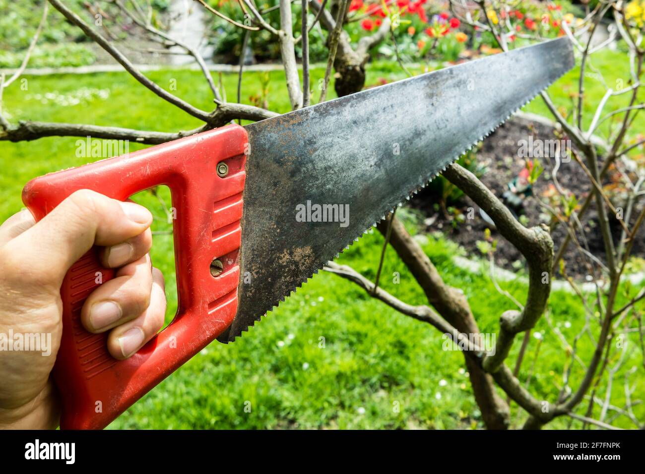 Cut the tree with a saw Stock Photo - Alamy