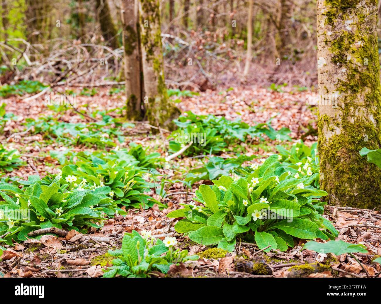 Carpet of primula in Welsh woodland at Spring Stock Photo