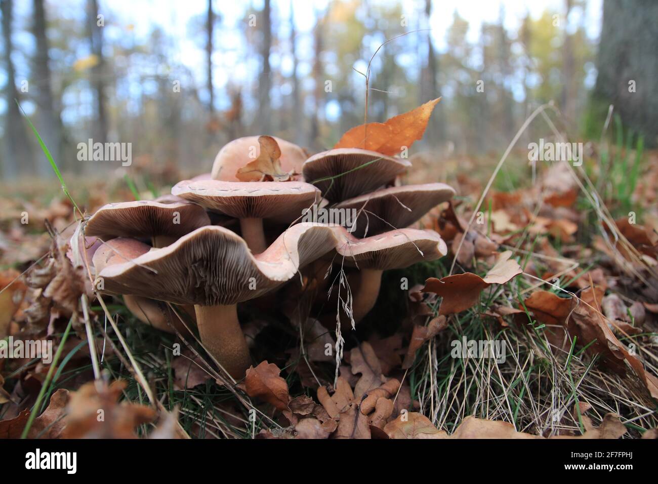 Shot of group edible mushrooms in the forest Stock Photo