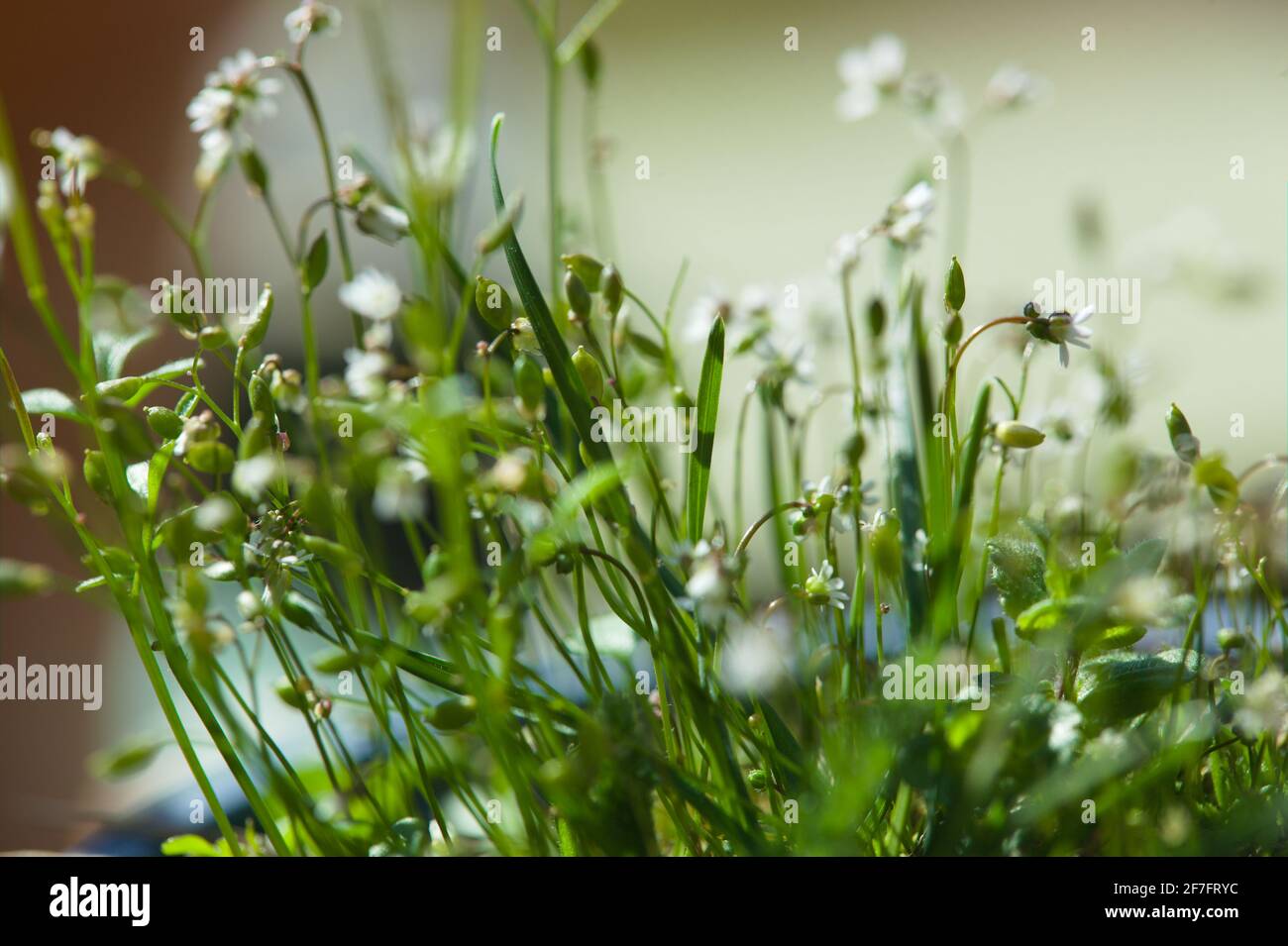 Spring Draba/ Nailwort/  whitlow grass / Draba verna Stock Photo
