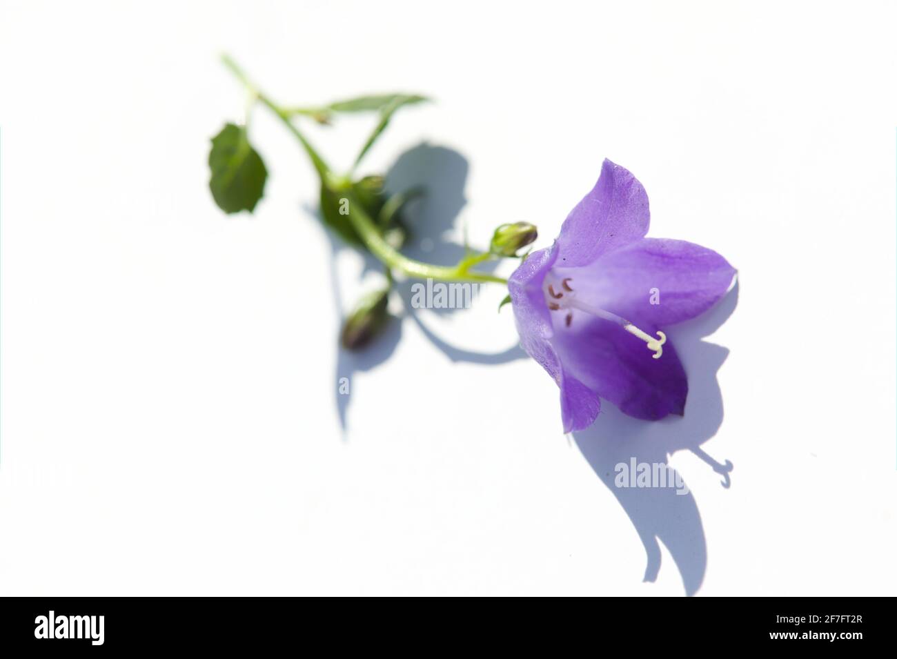 Fresh Flowers/ Botanical Beauty Concept -  view of a single-stem of violet-blue Fairy Thimbles / Dwarf Bellflower / Campanula cochlearifolia Stock Photo