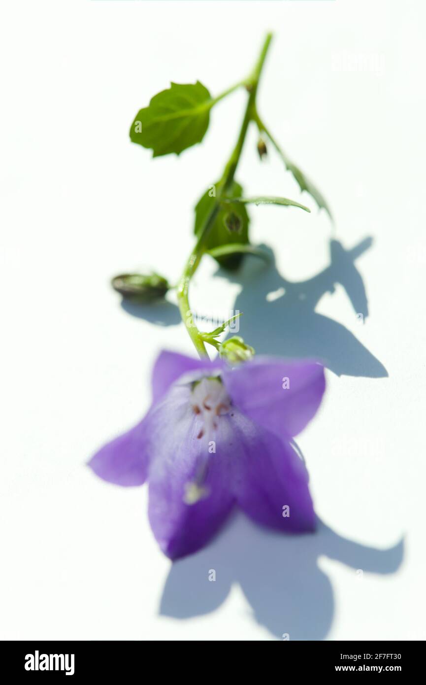 Fresh Flowers/ Botanical Beauty Concept -  vertical view of a single-stem of violet-blue Fairy Thimbles / Dwarf Bellflower / Campanula cochlearifolia Stock Photo