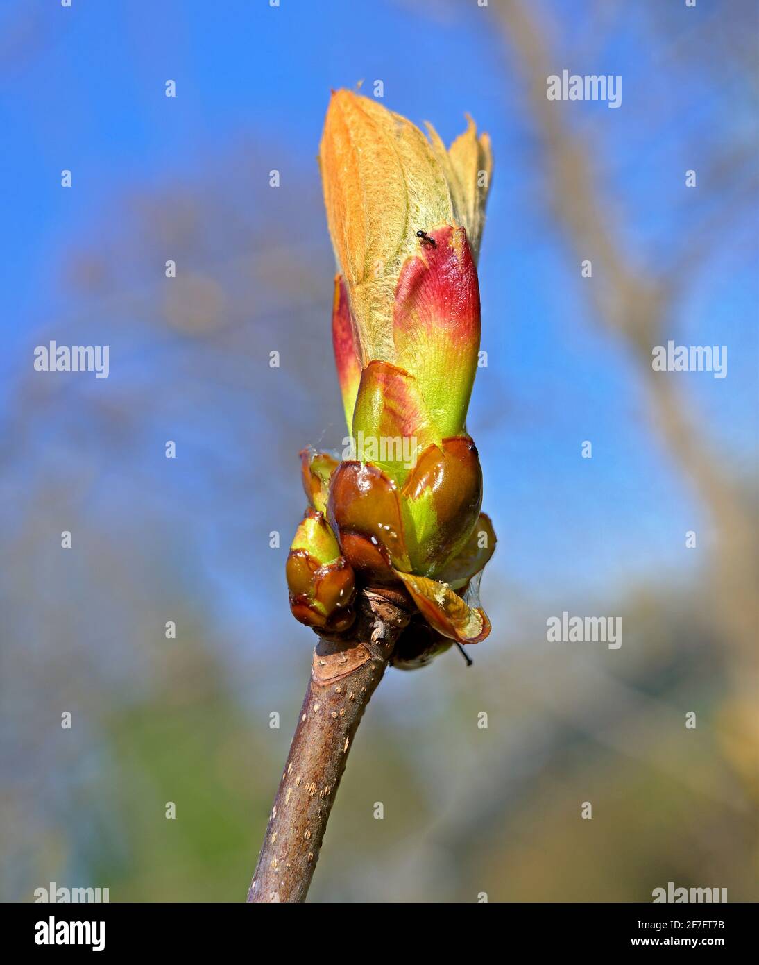 colorful partly open bud of a chestnut tree at sunshine with a black ant on it, Austria Stock Photo