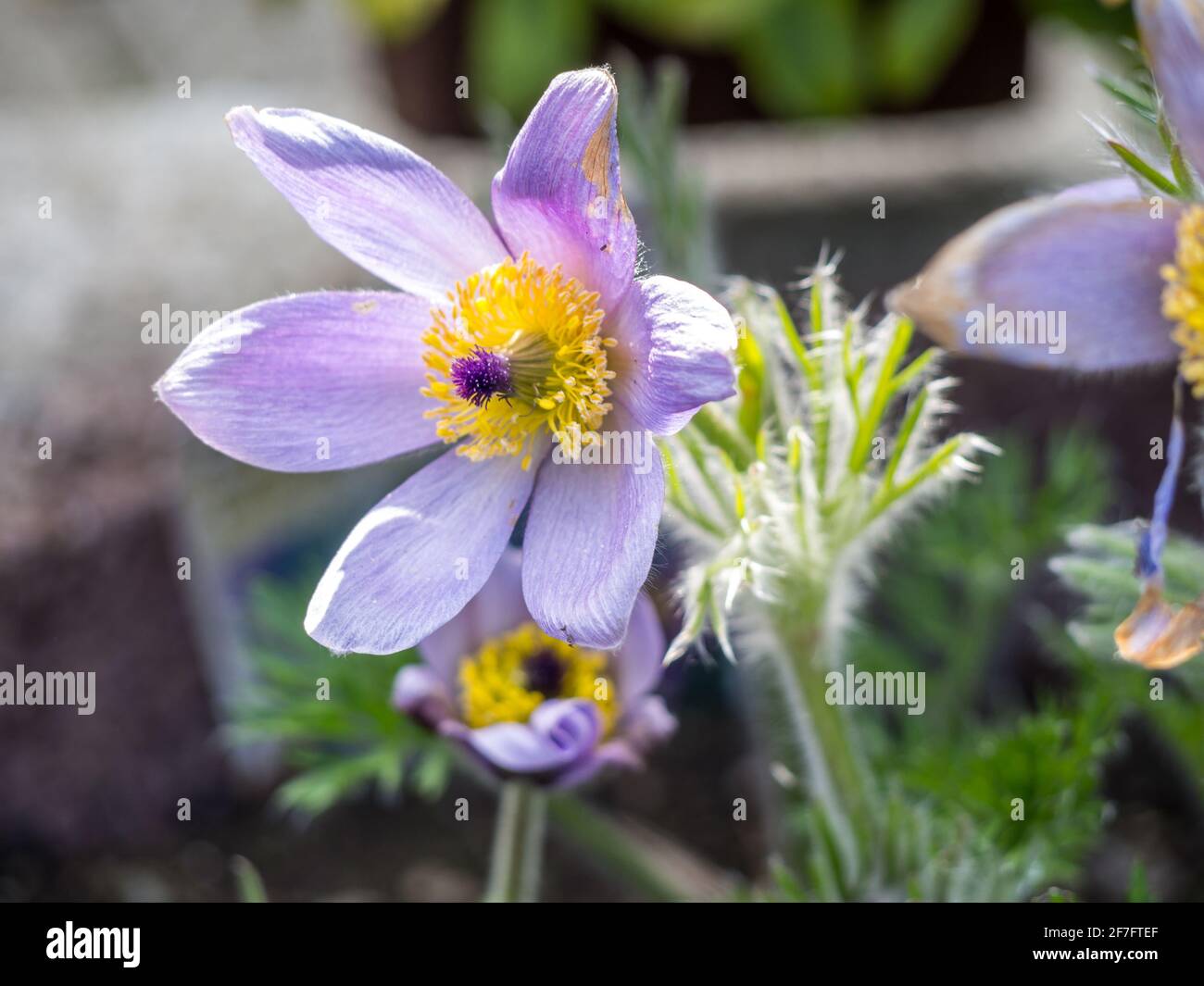 Pulsatilla Flower in the Spring Stock Photo