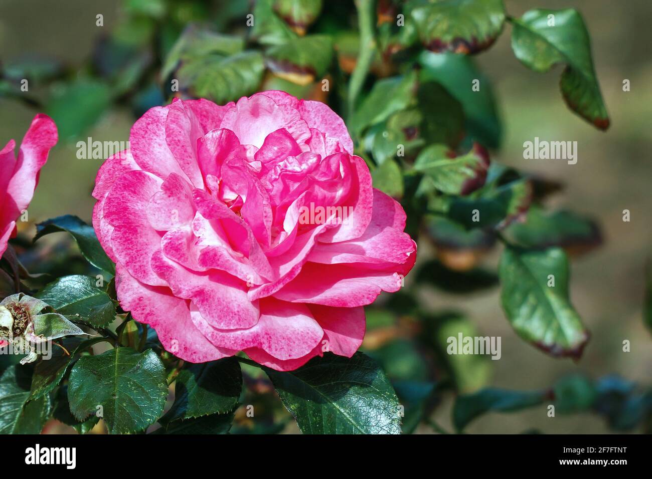 Blooming red rose buds on a bush Stock Photo - Alamy