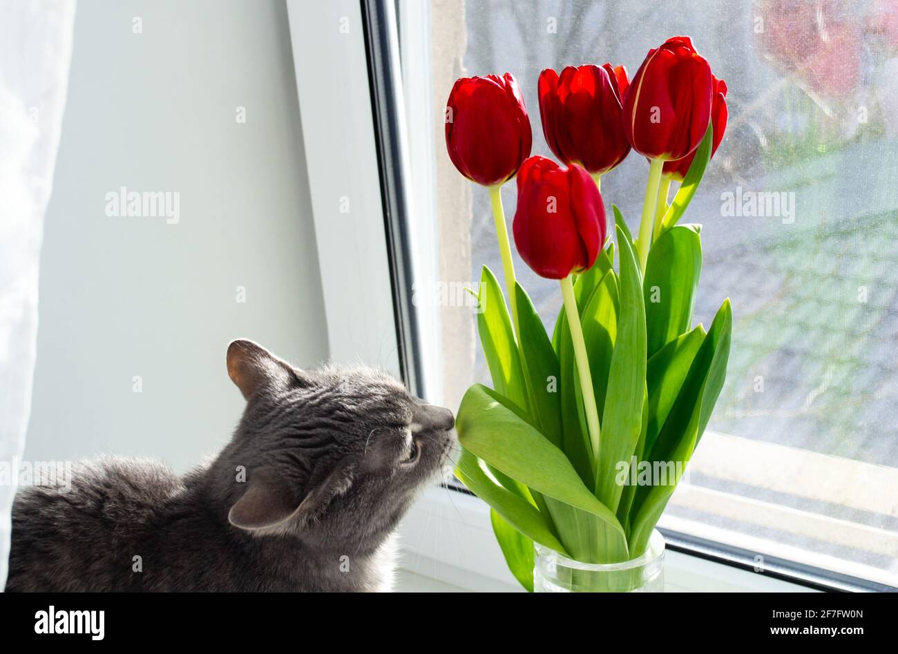 A gray cat sits on the windowsill and sniffs a leaf from a bouquet of red tulips. Stock Photo