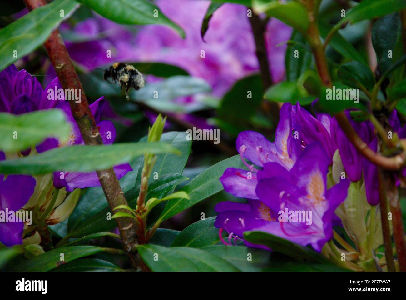 Busy Bee no.6 Stock Photo Alamy