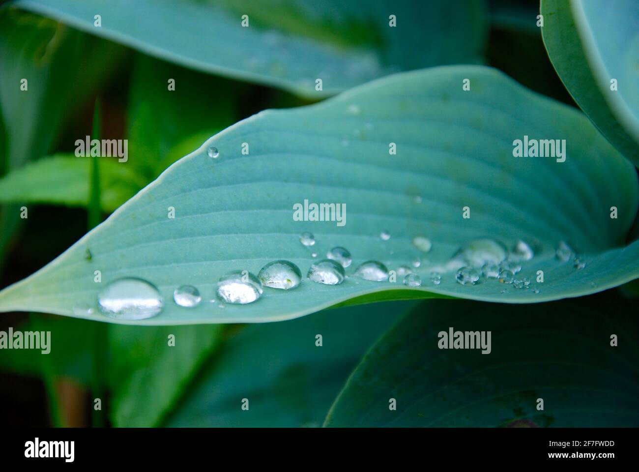 Raindrops on Leaf Stock Photo