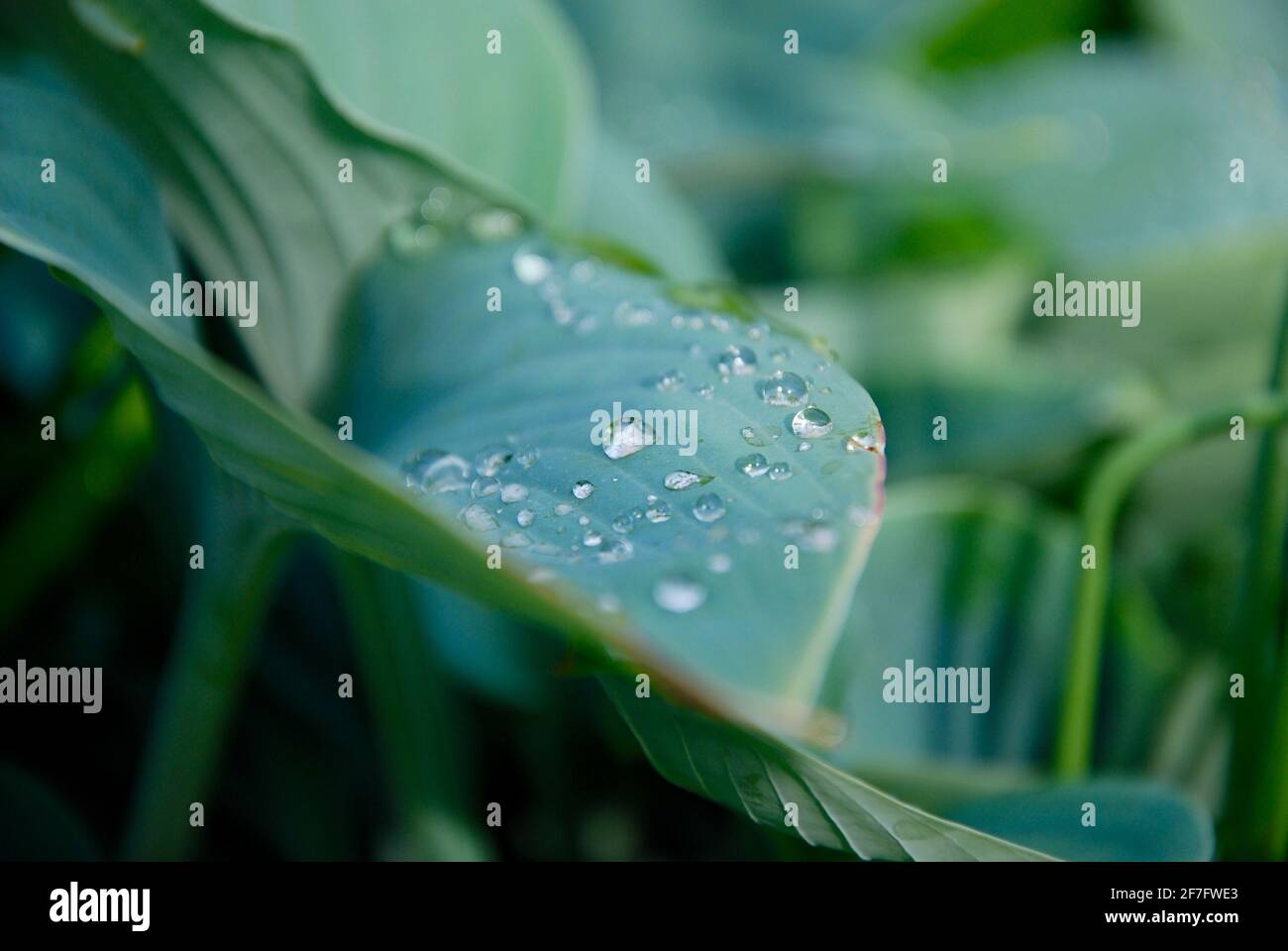 Raindrops on leaf no.2 Stock Photo